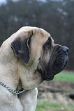 MASTIFF 180